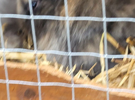 Dwarf lop babys