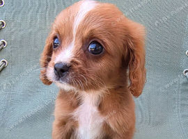 Beautiful Cavapoo Puppies