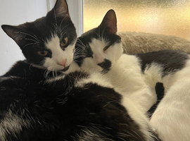 Twin boys