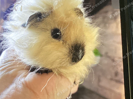 Baby  Californian lunkarya guinea pigs