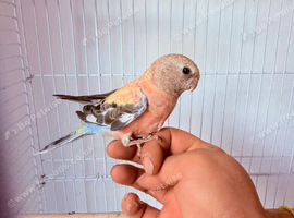 Bourke bird for sale