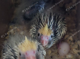 Baby cocktail