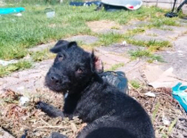 Male patterdale