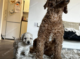 SHOW QUALITY KC REGISTERED TOY POODLE MALE PUPPIES