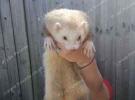 Male ferret