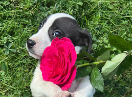 One beautiful Jack Russell puppy available