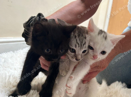 Two kittens available