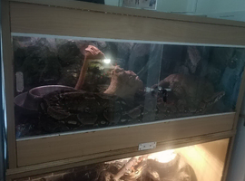 Boa constrictor