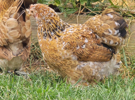 Pekin Bantam Pullets