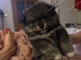 Pomeranian Puppys &pound;1500