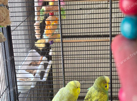 Several different colour budgies for sale