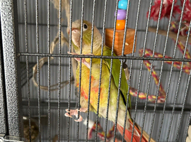 Green cheek Conure with Cage and Stand