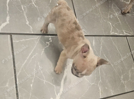French bulldog puppies
