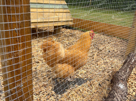 Buff Orpington Hens - Last Years Chicks