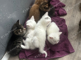 Turkish angora Kittens