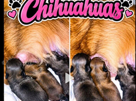 Chihuahuas looking for their forever home.