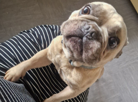 4 year old male frenchie