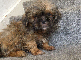 Imperial shih tzu x Yorkshire terrier puppys