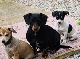 Chiweenie