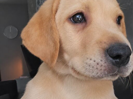 Last Male Labrador Pup