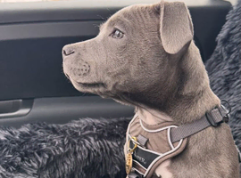 Blue Staffy Male