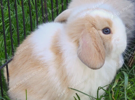 Beautiful mini lops