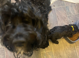 F1 Jackapoo puppies