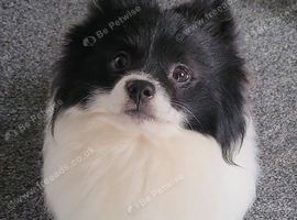 Pedigree B&W parti Boy 13mths old