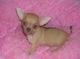 Small Chihuahua puppies 1 Black/tan male 1 Fawn Female
