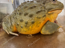 Adult Male African Bullfrog
