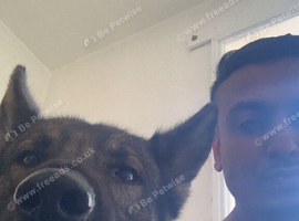 German shepherd