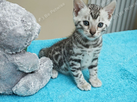 Superb Quality Bengal Kittens