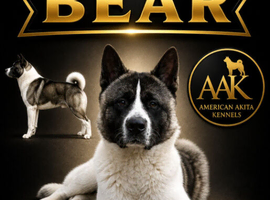 Male Akita 2.5years old
