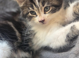 Stunning Kittens READY NOW