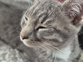 1 boy kitten needing a home