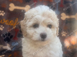 Health tested small maltipoo
