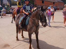 Beautiful grey roan Irish cob