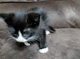 Kittens for sale
