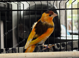 Variegated goldfinch mule