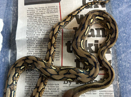 Tiger reticulated python ( female ) HA PHGS