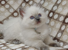 1 beautiful ragdoll boy ready to leave now