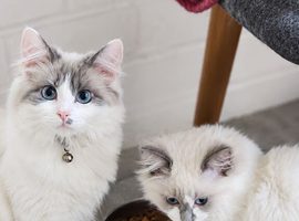 Ragdoll Kitten &ndash; 13 Weeks Old male