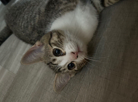 Beautiful kittens ready to go to forever homes