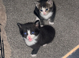 Kittens
