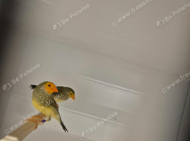 Pairs off star finches