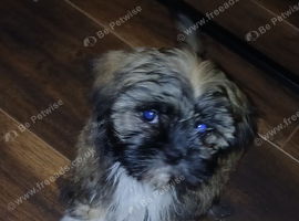 Puppy for rehoming