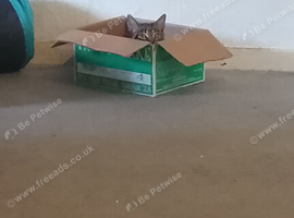 Kitten for sale