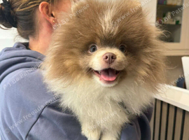 Pomeranian age 1 years male lilac Tri Teddy bear