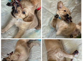 Puppy for sale