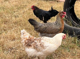 Mixed breed hatching eggs